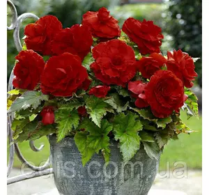 Бегонія бульбова махрова New Star Темно Червона, 1 бульба Бегонія бульбова махрова New Star Темно Червона, 1 бульба