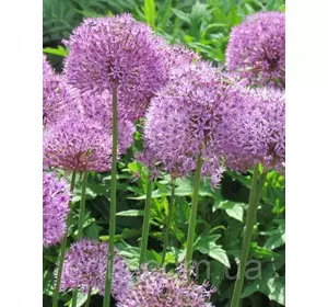 Аллиум Early Emperor 3 цибулини 8/10 Аллиум Early Emperor 3 цибулини 8/10