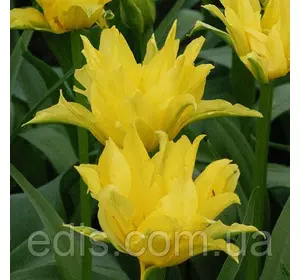 Тюльпан лілієвидний махровий Yellow Spider (Єллоу Спайдер) 3 цибулинки Тюльпан лілієвидний махровий Yellow Spider (Єллоу Спайдер) 3 цибулинки