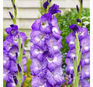 Гладіолус Nori 3 шт/уп Гладіолус Nori 3 шт/уп