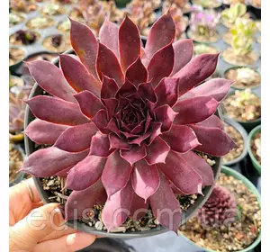 Молодило Chocolate Kiss (Чоклет Кісс) Молодило Chocolate Kiss (Чоклет Кісс)