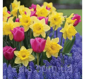 Арт-набір Індія, 11 цибулин квітів Арт-набір Індія, 11 цибулин квітів