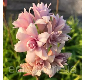 Тубероза махрова рожева Pink Sapphire (Пінк Сапфір), цибулини Тубероза махрова рожева Pink Sapphire (Пінк Сапфір), цибулини