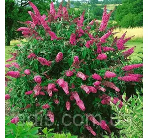 Буддлея Давида Pink Delight у контейнері Буддлея Давида Pink Delight у контейнері