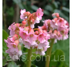 Бадан Baby Doll (Бебі Долл) Бадан Baby Doll (Бебі Долл)