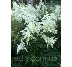 Астільба Brautschleier (Браутшляйер) Астільба Brautschleier (Браутшляйер)