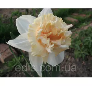 Нарцис Корончатий з махровою короною Petit Four (Петіт Фо) 2 цибулини Нарцис Корончатий з махровою короною Petit Four (Петіт Фо) 2 цибулини