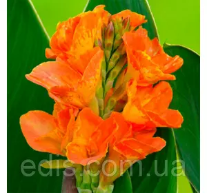 Канна з смугастим листям Gold Ader Канна з смугастим листям Gold Ader