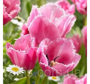 Тюльпан мультифлора оторочений Fringed Family (Фріндж Фемілі) 3 цибулини Тюльпан мультифлора оторочений Fringed Family (Фріндж Фемілі) 3 цибулини