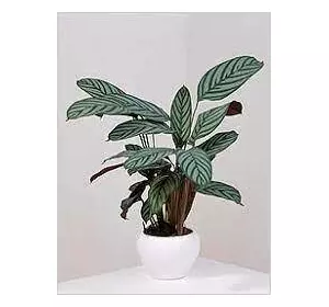 Ктенанта Амагріс, горщик 0,5 л. Ктенанта Амагріс, горщик 0,5 л.