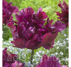 Тюльпан Secret Parrot (Сікрет Перрот) папуговий 3 цибулини Тюльпан Secret Parrot (Сікрет Перрот) папуговий 3 цибулини