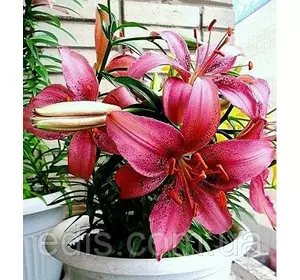 Лілія низькоросла Tiny Spider (Тіні спайдер) 1 цибулина 12/14 Лілія низькоросла Tiny Spider (Тіні спайдер) 1 цибулина 12/14