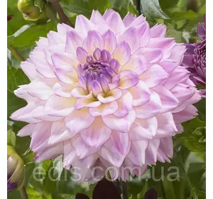 Жоржина гігантська Corolfull Investment ( Королфулл Інвестмент ) Жоржина гігантська Corolfull Investment ( Королфулл Інвестмент )