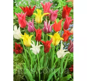 Колекція лілієвидних тюльпанів 12 сортів 24 цибулин/уп. Колекція лілієвидних тюльпанів 12 сортів 24 цибулин/уп.
