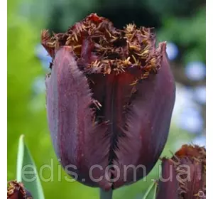 Тюльпан Black Jewel (Блек Джевел) оторочений 3 цибулинки Тюльпан Black Jewel (Блек Джевел) оторочений 3 цибулинки