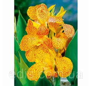 Канна En Evant (Он Ево) Канна En Evant (Он Ево)