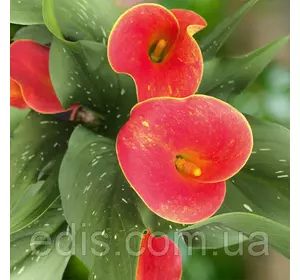 Калла бульбова Kasai (Касай) 1 бульба 12/14 Калла бульбова Kasai (Касай) 1 бульба 12/14