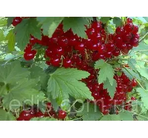 Смородина штамбова червона Троїцька Смородина штамбова червона Троїцька