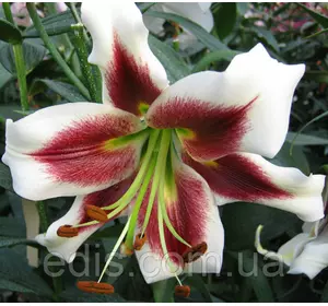 Лілія гігант Leslie Woodriff 1 цибулина 12/14 Лілія гігант Leslie Woodriff 1 цибулина 12/14