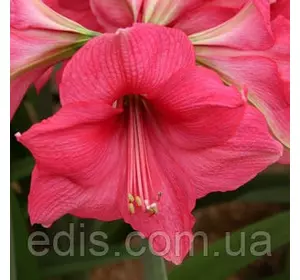 Гіппеаструм простий Pink Surprise (Пінк Сюпрайс)1 цибулина 24/26 Гіппеаструм простий Pink Surprise (Пінк Сюпрайс)1 цибулина 24/26