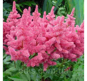 Астільба Gloria (Глорія) в контейнері Астільба Gloria (Глорія) в контейнері