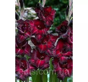 Гладіолус Black Jack (Блек Джек) 10/12 3 шт./уп., великоквітковий Гладіолус Black Jack (Блек Джек) 10/12 3 шт./уп., великоквітковий