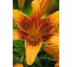 Лілія азіатська Pixels Apricot (Пікселс Епрікот) 1 цибулина 12/14 Лілія азіатська Pixels Apricot (Пікселс Епрікот) 1 цибулина 12/14