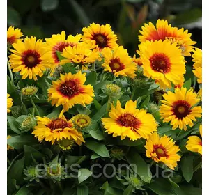 Гайлардія крупноквіткова 0,3 г, насіння Яскрава Гайлардія крупноквіткова 0,3 г, насіння Яскрава