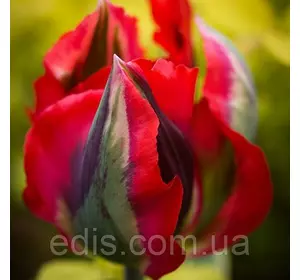 Тюльпан вірідіфлора Hollywood (Голлівуд) 3 цибулинки Тюльпан вірідіфлора Hollywood (Голлівуд) 3 цибулинки