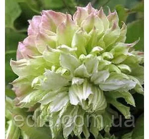 Клематис Midori (Мідорі) Клематис Midori (Мідорі)