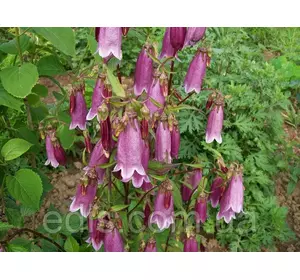 Дзвіночок Такесіма Дзвіночок Такесіма