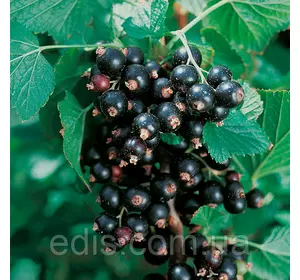 Смородина Вікінг штамб Смородина Вікінг штамб