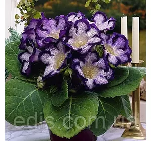 Глоксинія Tigre Blue (Тайга Блю) 1 бульба Глоксинія Tigre Blue (Тайга Блю) 1 бульба