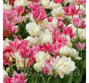 Арт-набір Маршмеллоу, 7 цибулин тюльпанів Арт-набір Маршмеллоу, 7 цибулин тюльпанів