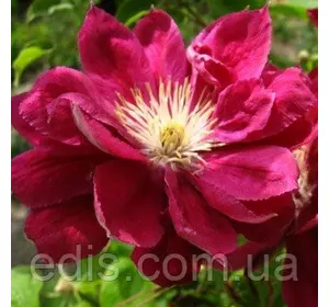 Клематис Red Star (Ред Стар / Рєд Стар) Клематис Red Star (Ред Стар / Рєд Стар)