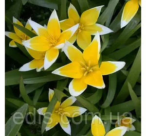 Тюльпан ботанічний Tarda (Тарда), 3 цибулин Тюльпан ботанічний Tarda (Тарда), 3 цибулин