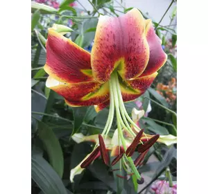 Лілія Scheherazade (Шахерезада, тигрова звисаюча) 1 цибулина 12/14 Лілія Scheherazade (Шахерезада, тигрова звисаюча) 1 цибулина 12/14