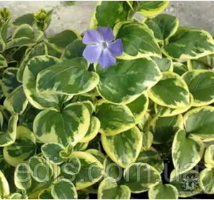 Барвінок великий ряболистий (Vinca major var.) Барвінок великий ряболистий (Vinca major var.)