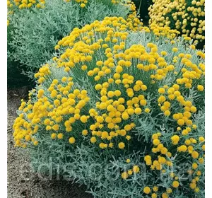 Сантоліна кипарисовидна, саджанці Сантоліна кипарисовидна, саджанці