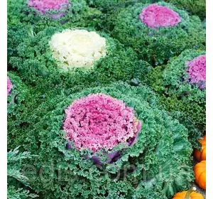 Капуста декоративна Бахромчастая 0,2 г, насіння Яскрава Капуста декоративна Бахромчастая 0,2 г, насіння Яскрава