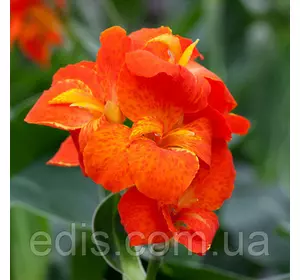 Канна низькоросла Happy Cleo Канна низькоросла Happy Cleo