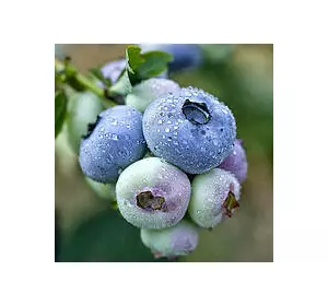 Лохина Чандлер (пізня) Лохина Чандлер (пізня)