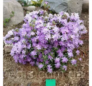 Рододендрон Blue Silver (Блю Сільвер) у контейнері 3 л Рододендрон Blue Silver (Блю Сільвер) у контейнері 3 л