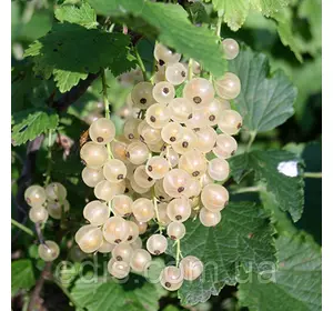 Смородина біла Сніжана (середньостигла) Смородина біла Сніжана (середньостигла)