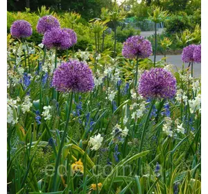 Дітка цибулин Алліуму (цибулі декоративної) Early Emperor 10 шт. 5/6 Дітка цибулин Алліуму (цибулі декоративної) Early Emperor 10 шт. 5/6