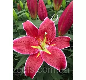 Лілія орієнтальна тигрова Deep Impact (Діп Імпакт) 1 цибулина 12/14 Лілія орієнтальна тигрова Deep Impact (Діп Імпакт) 1 цибулина 12/14
