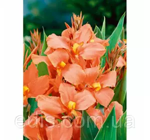 Канна Salmon Pink (Салмон Пінк) Канна Salmon Pink (Салмон Пінк)