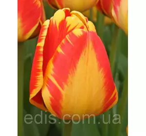 Тюльпан гібрид Дарвіна Banja Luka (Банья Лука) 3 цибулинки Тюльпан гібрид Дарвіна Banja Luka (Банья Лука) 3 цибулинки