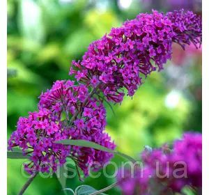 Буддлея Давида Nanho Purple (Нанхо Пурпл) у контейнері Буддлея Давида Nanho Purple (Нанхо Пурпл) у контейнері