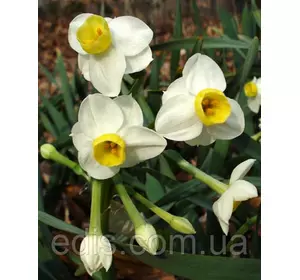 Нарцис Мультифлора Avalanche (Авеланш) 13/15 1 шт./уп. Нарцис Мультифлора Avalanche (Авеланш) 13/15 1 шт./уп.